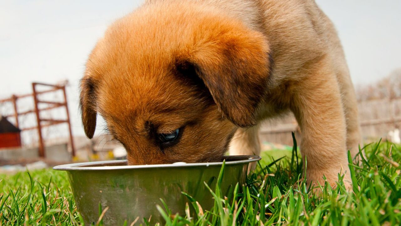 Puppy eating food outside