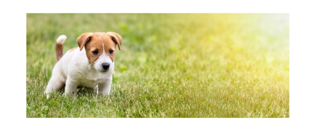 puppy urinating on grass outside during toilet training for puppy care