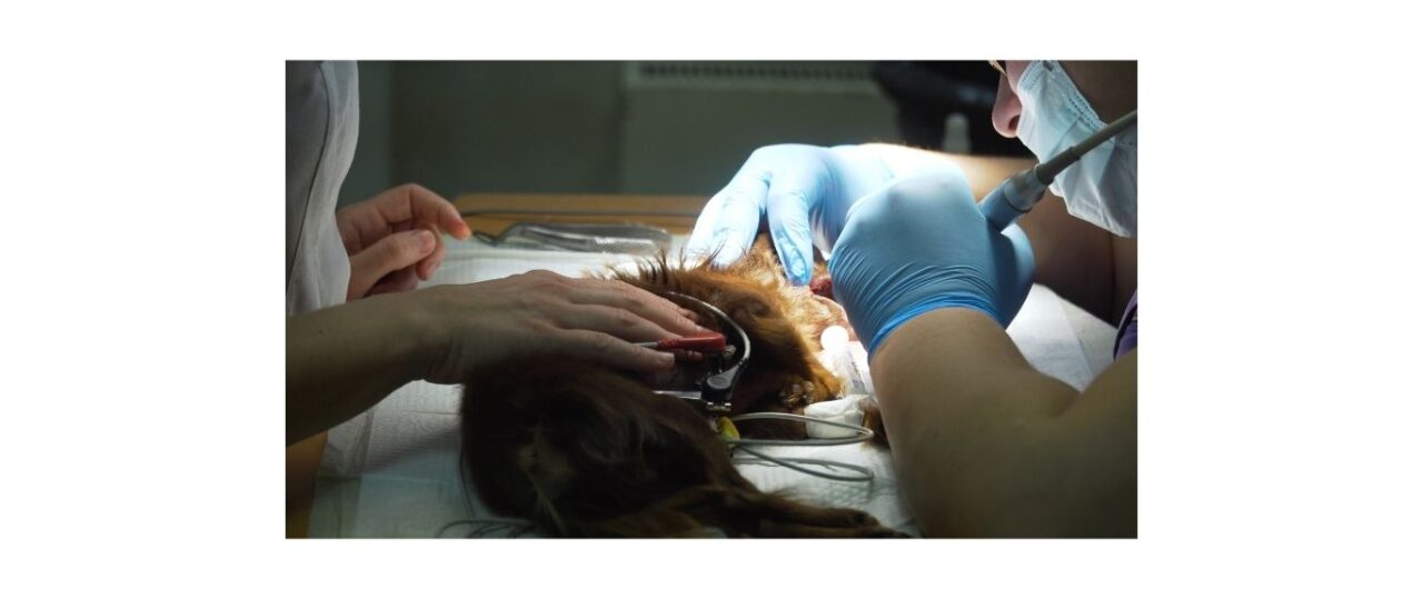 dog having dental under anaesthetic