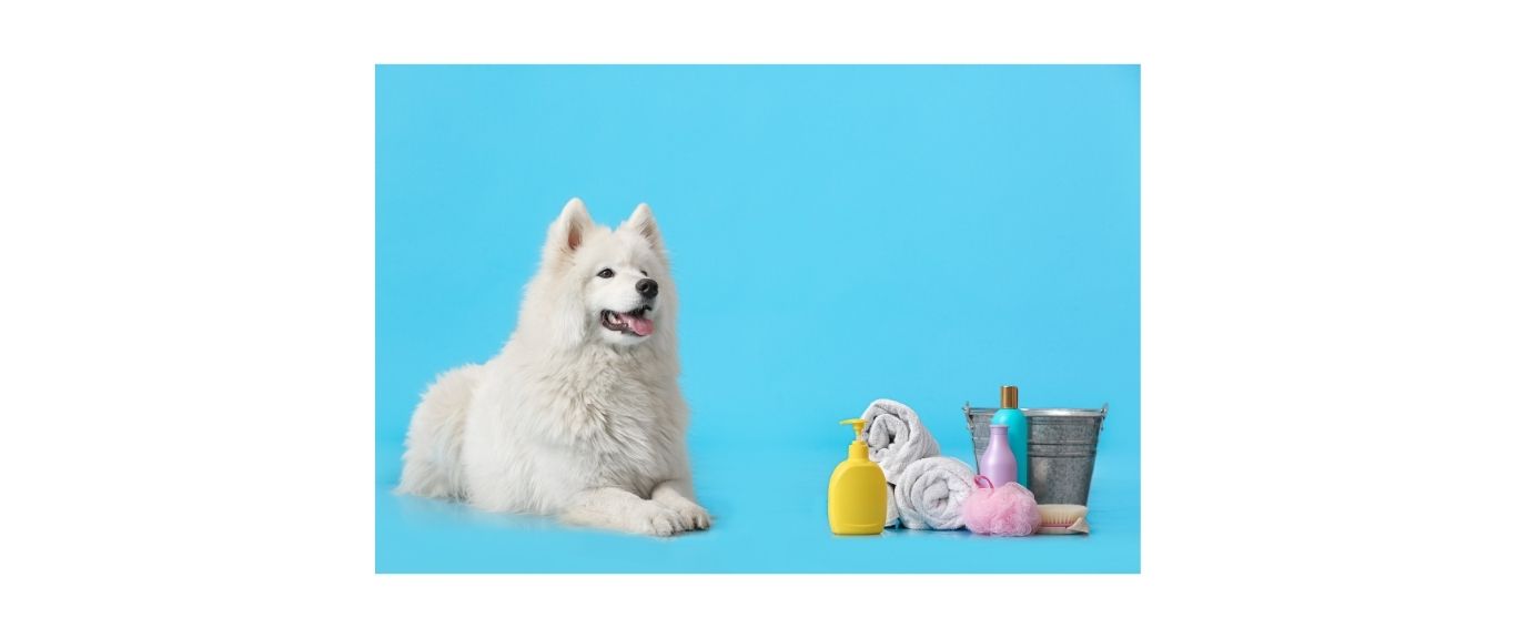 Samoyed dog lying next to shampoo's, bucket and towels ready for a bath